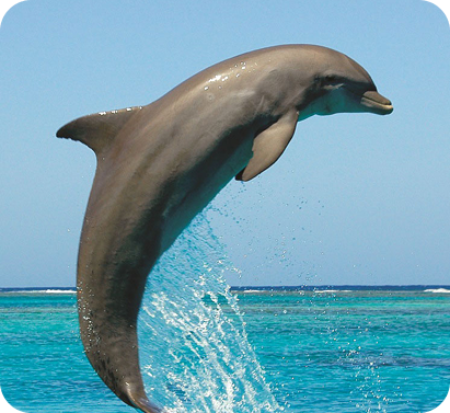 Dolphins